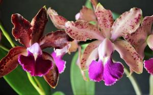 Cattleya Pink Jaguar-bicolor