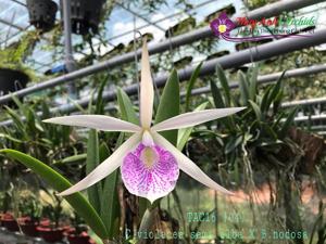 Brassocattleya Anne Hamilton