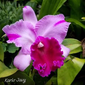 Cattleya Martha Stewart