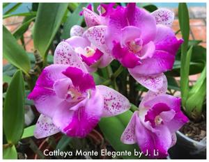 Cattleya Monte Elegante