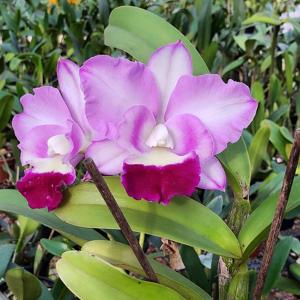 Cattleya CapitaLand