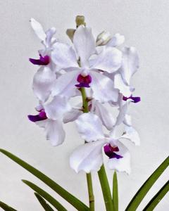 Papilionanda Laennec Liver Pathology Society