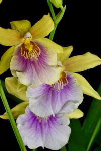 Miltonia Sunset