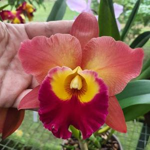 Rhyncholaeliocattleya Exotic Dream