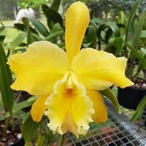 Rhyncholaeliocattleya Marquette's Canary