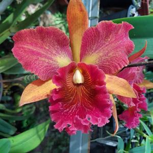 Rhyncholaeliocattleya Dinh Thuy Yen