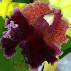 Cattleya Alma Wichmann