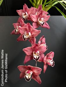 Cymbidium James Wattie