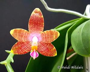 Phalaenopsis Malibu Imp