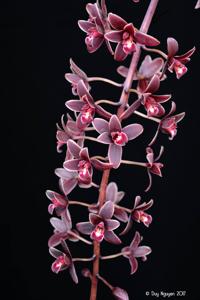 Cymbidium Alcor