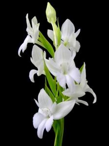 Pecteilis Kiat Tan