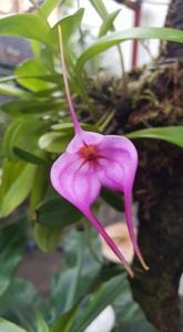 Masdevallia Rose-Mary