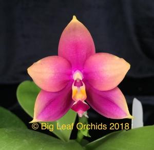 Phalaenopsis Zheng Min Neon