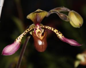 Paphiopedilum Julius