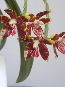 Phalaenopsis kunstleri-Macassar