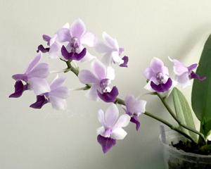 Phalaenopsis Anna-Larati Soekardi