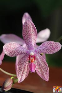 Phalaenopsis Saxony Fireworks