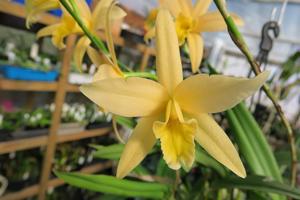 Laeliocattleya Canariensis