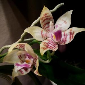 Phalaenopsis hieroglyphica-Macassar