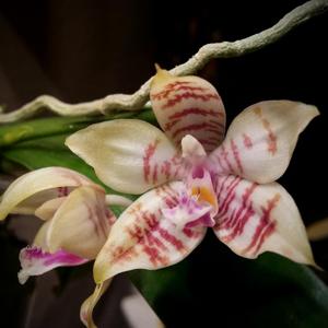 Phalaenopsis hieroglyphica-Macassar