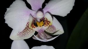 Phalaenopsis Wiganiae