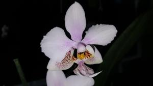 Phalaenopsis Wiganiae