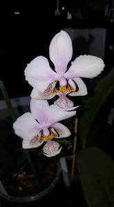 Phalaenopsis Wiganiae