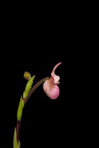 Phragmipedium Hanne Popow