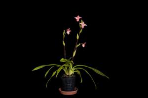 Phragmipedium Hanne Popow