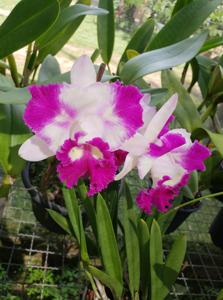 Rhyncholaeliocattleya Fantasy Maker