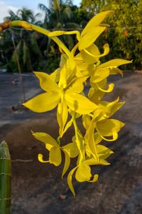 Cycnoches Arita