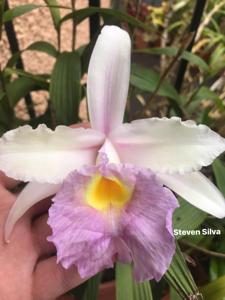 Sobralia Mirabilis