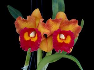 Rhyncholaeliocattleya Nakornchaisri Delight