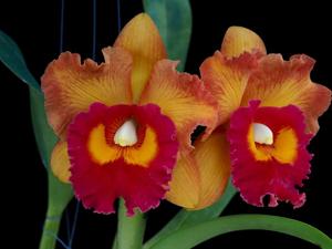 Rhyncholaeliocattleya Nakornchaisri Delight