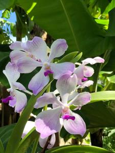 Vanda Edwin's White Romance