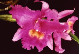 Rhyncholaeliocattleya Crusader