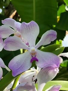 Vanda Edwin's White Romance