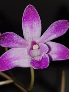 Dendrobium Berry