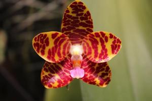 Phalaenopsis Jong's Gigan Cherry