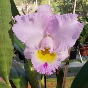 Rhyncholaeliocattleya Déesse-Bangkok Beauty-Horace