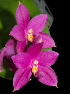 Phalaenopsis Jennifer Palermo