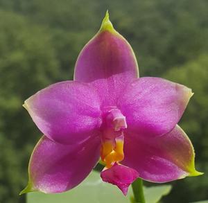 Phalaenopsis Samera