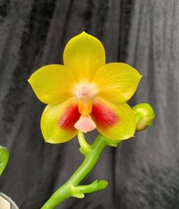 Phalaenopsis Joy Spring Canary