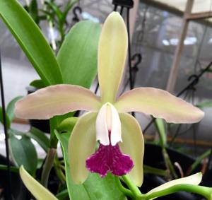 Cattleya Lendvay