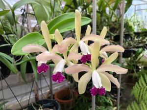 Cattleya Lendvay