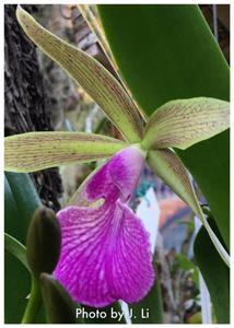 Brassocattleya Sun Spots-nodosa