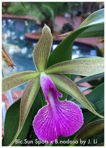 Brassocattleya Sun Spots-nodosa