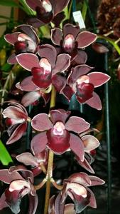 Cymbidium Street Tango