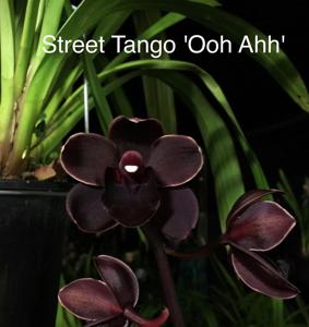 Cymbidium Street Tango