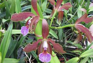 Cattleya JEM's Super Velutin